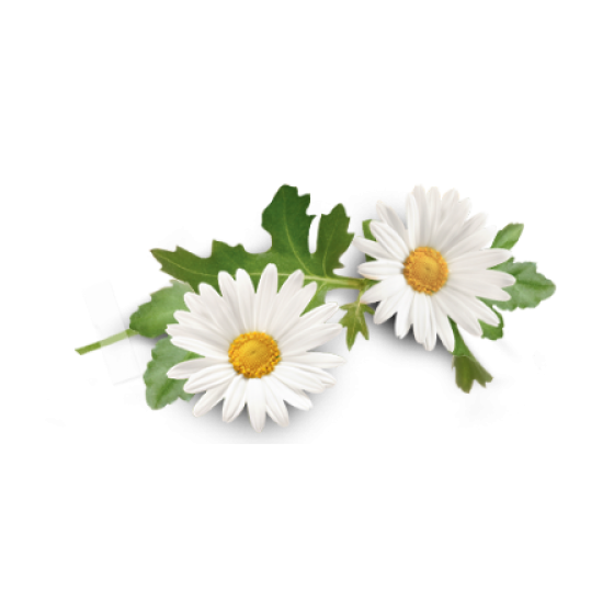 Chamomile PNG HD pngteam.com