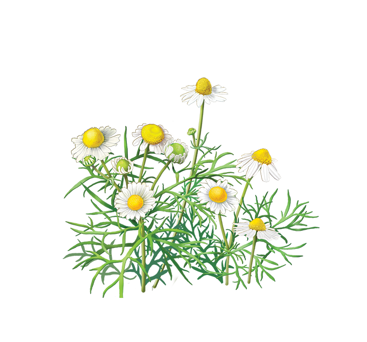 Chamomile PNG Transparent