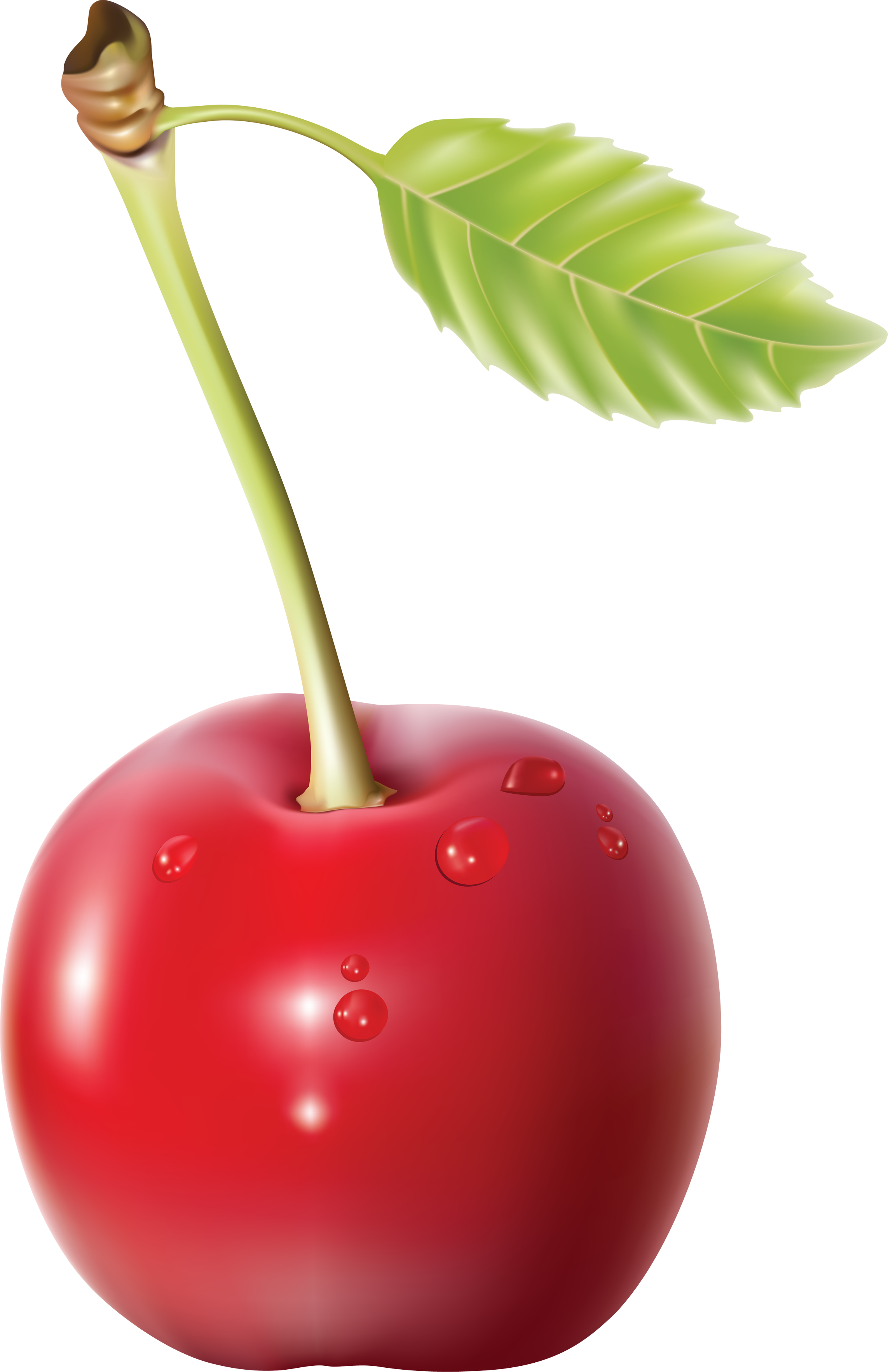 Cherry PNG HD and HQ Image pngteam.com