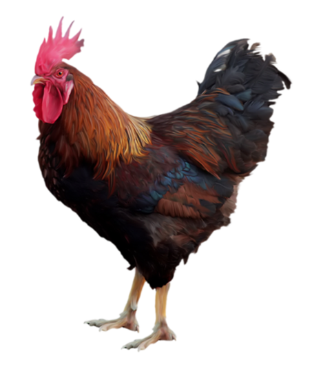 Chicken PNG black chicken - Chicken Png