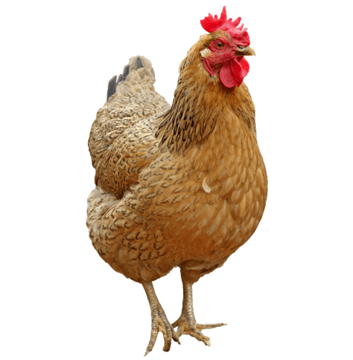 Chicken PNG big chicken - Chicken Png