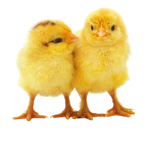 Chicken PNG chick - Chicken Png