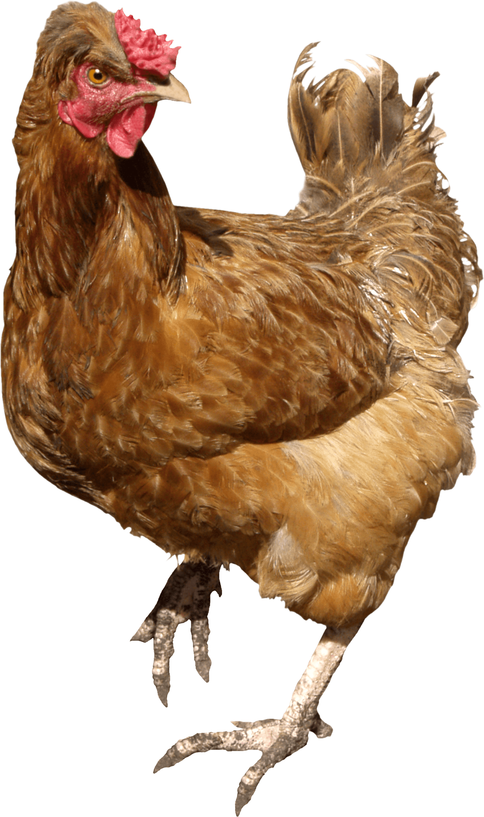 Chicken PNG HQ pngteam.com