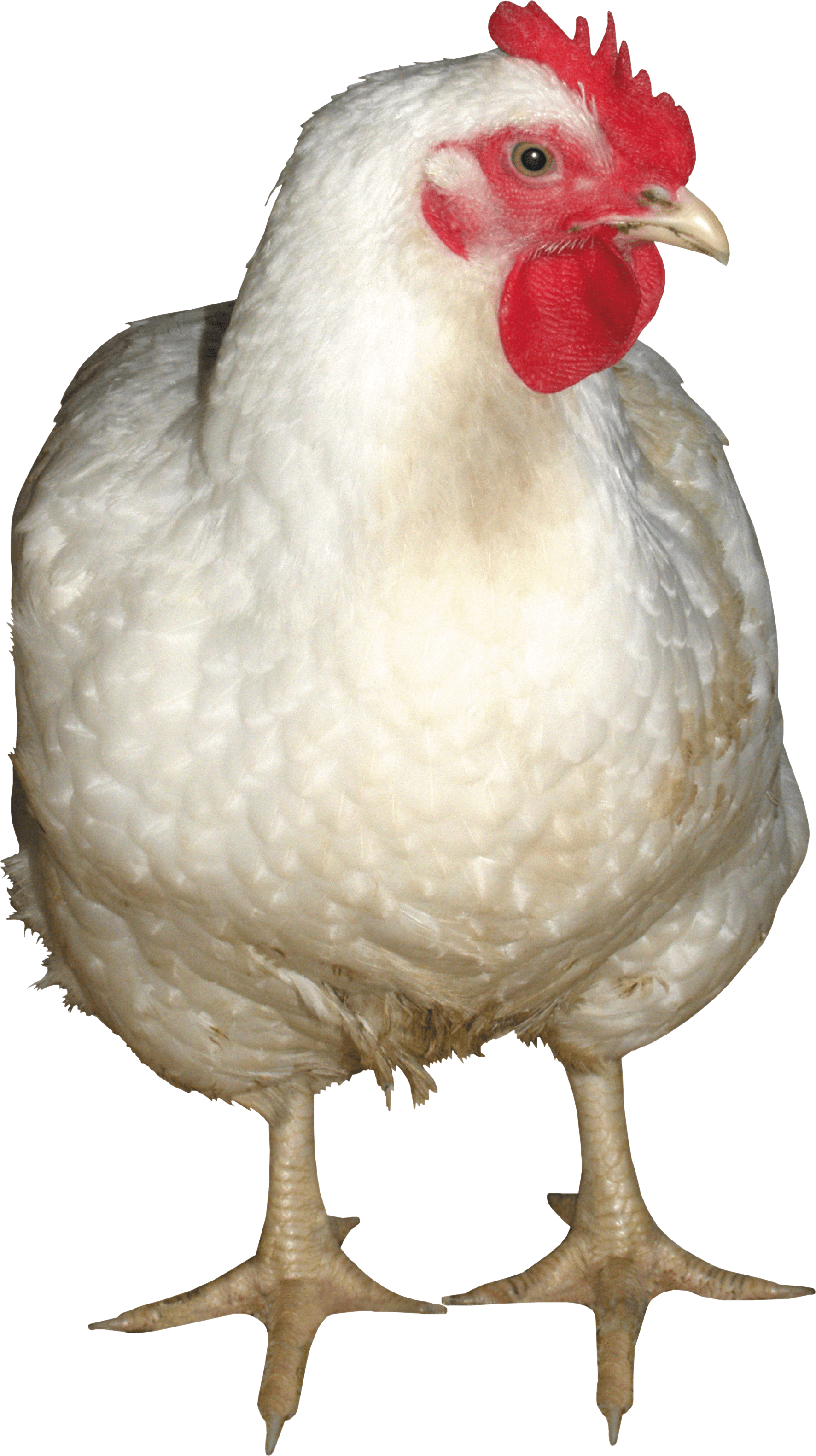 Chicken PNG HQ - Chicken Png