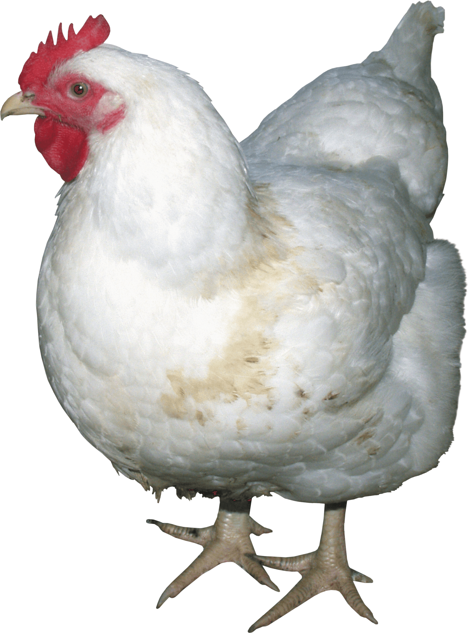 Chicken PNG Image in Transparent pngteam.com