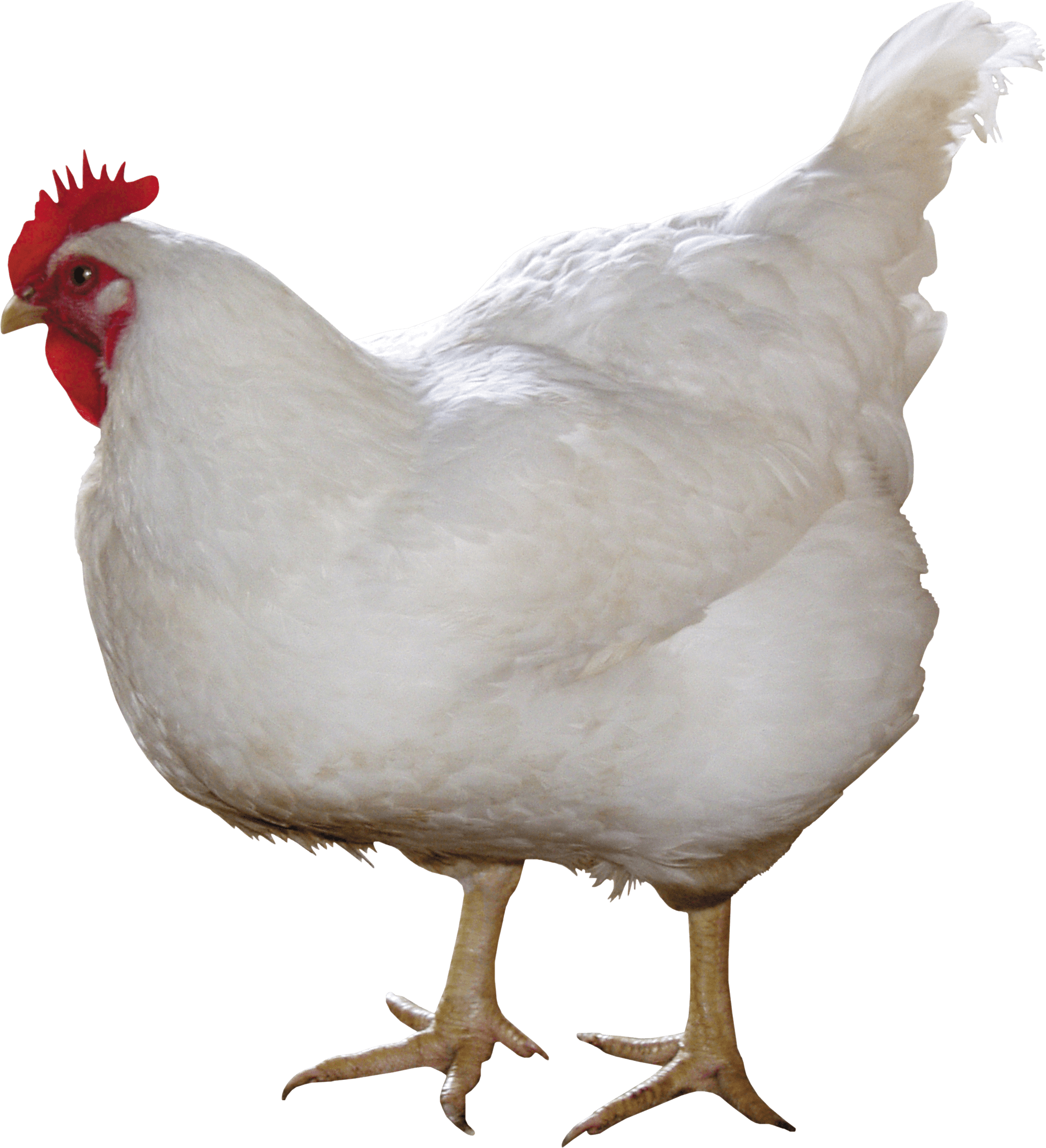 Chicken PNG Photo - Chicken Png