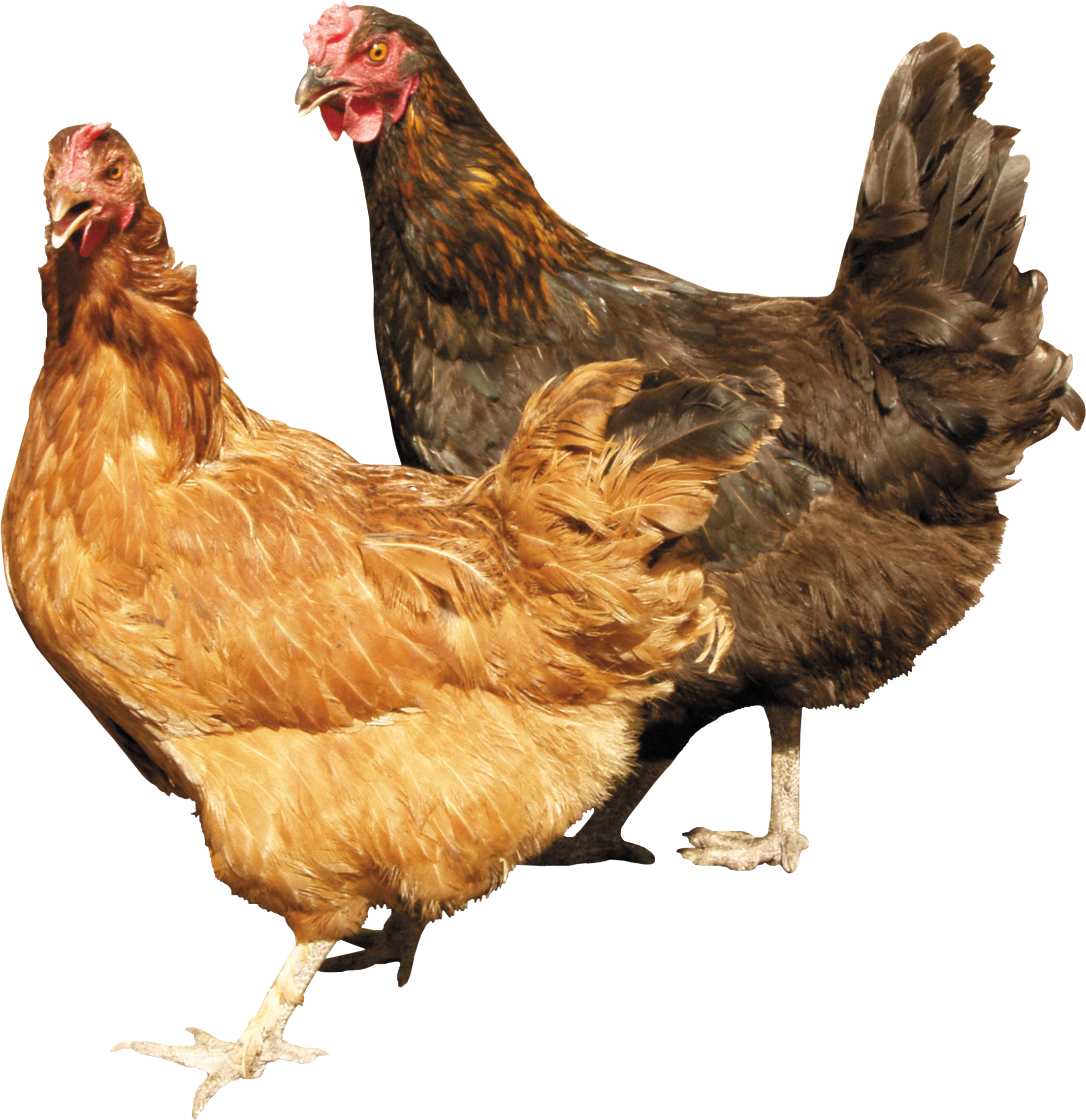 Chicken PNG Image in Transparent