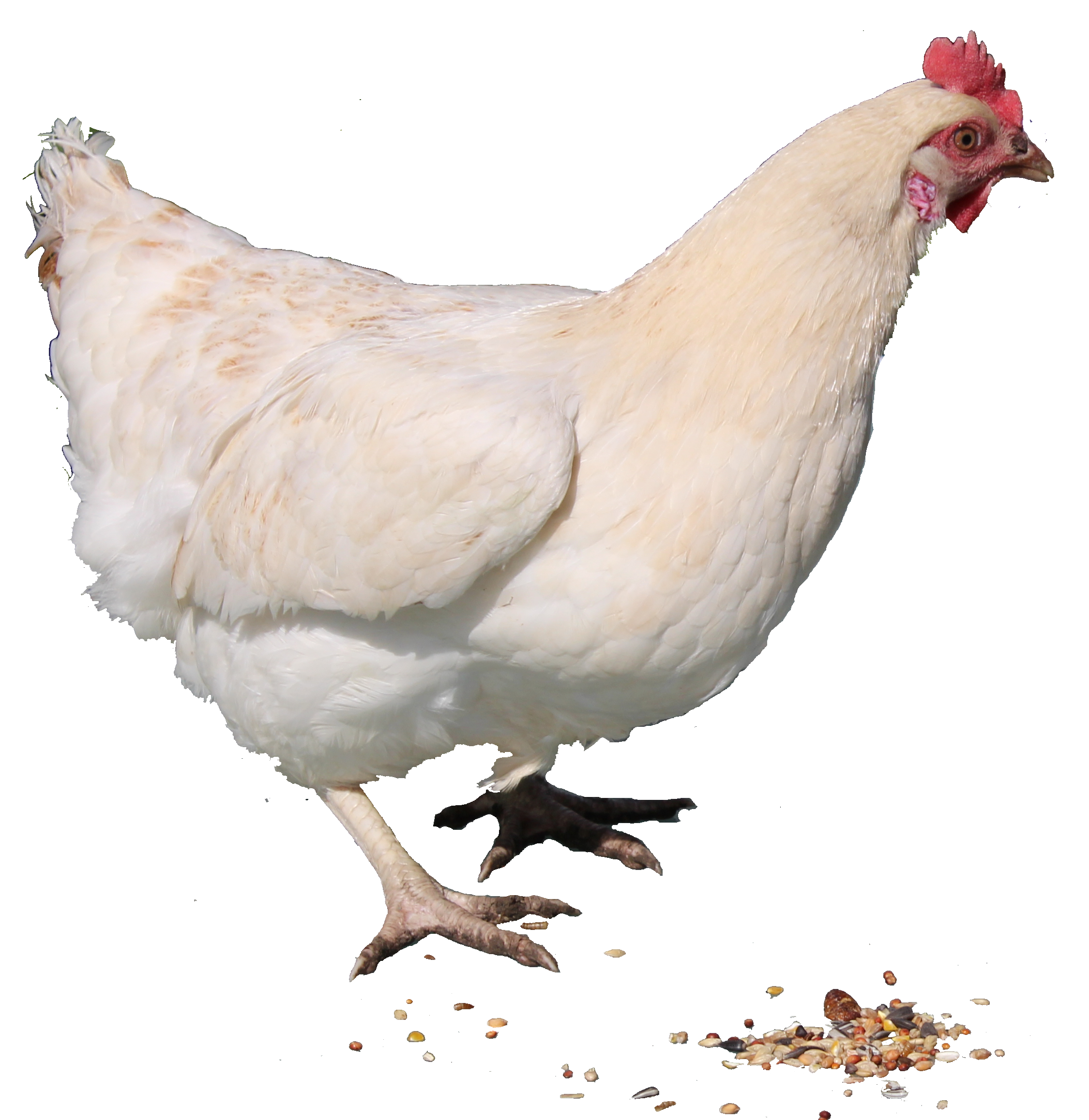 Chicken PNG Image in High Definition pngteam.com