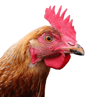 Chicken PNG File pngteam.com