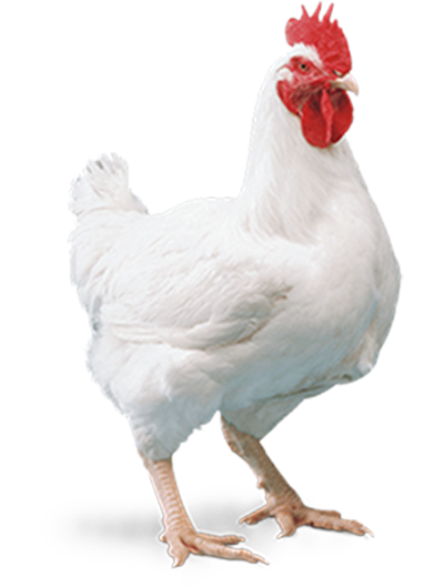 Chicken PNG HD File pngteam.com