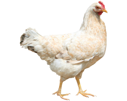 Chicken PNG Best Image - Chicken Png