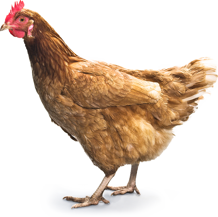 Chicken PNG Picture - Chicken Png