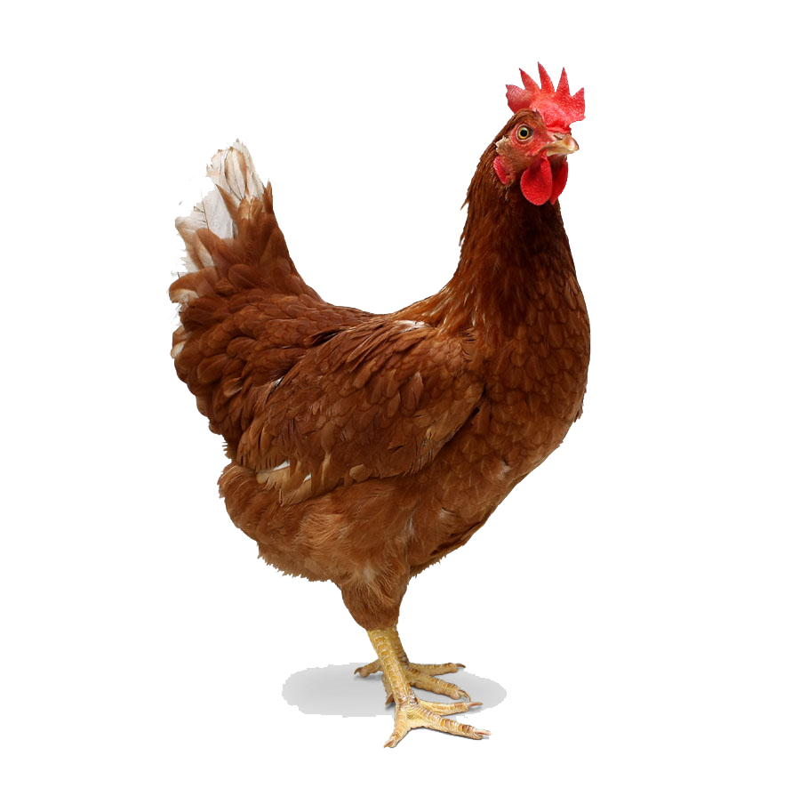 Chicken PNG HD - Chicken Png