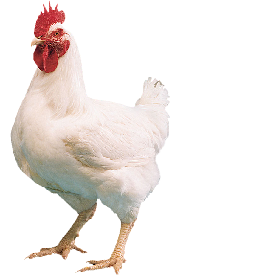 Chicken PNG Image in High Definition pngteam.com