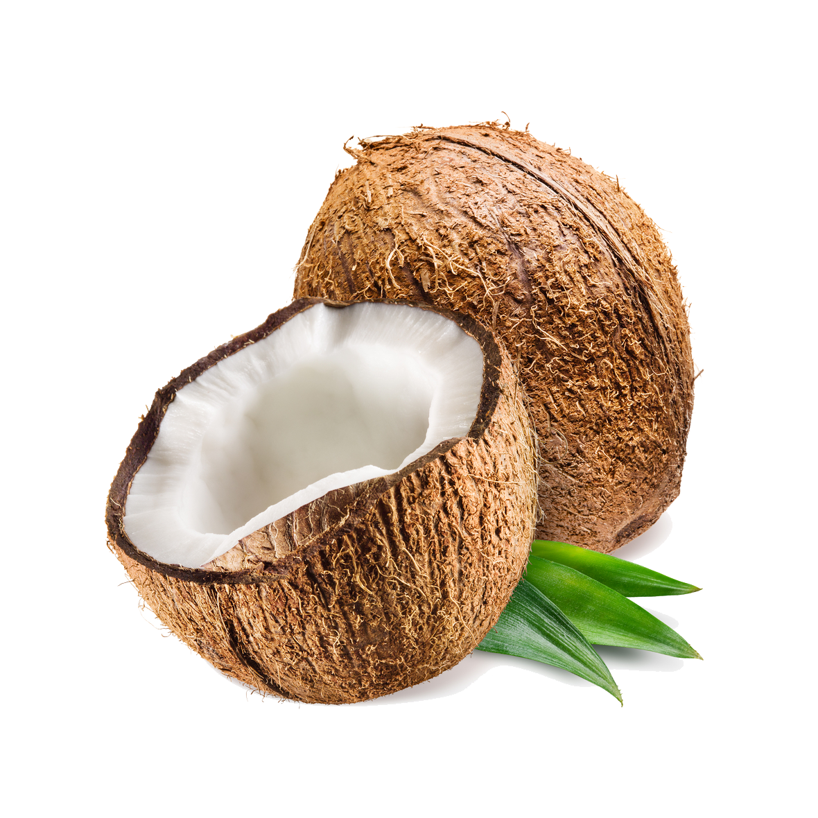 Coconut PNG HD and HQ Image