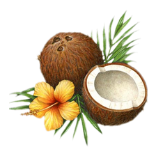 Coconut PNG HD and Transparent - Coconut Png
