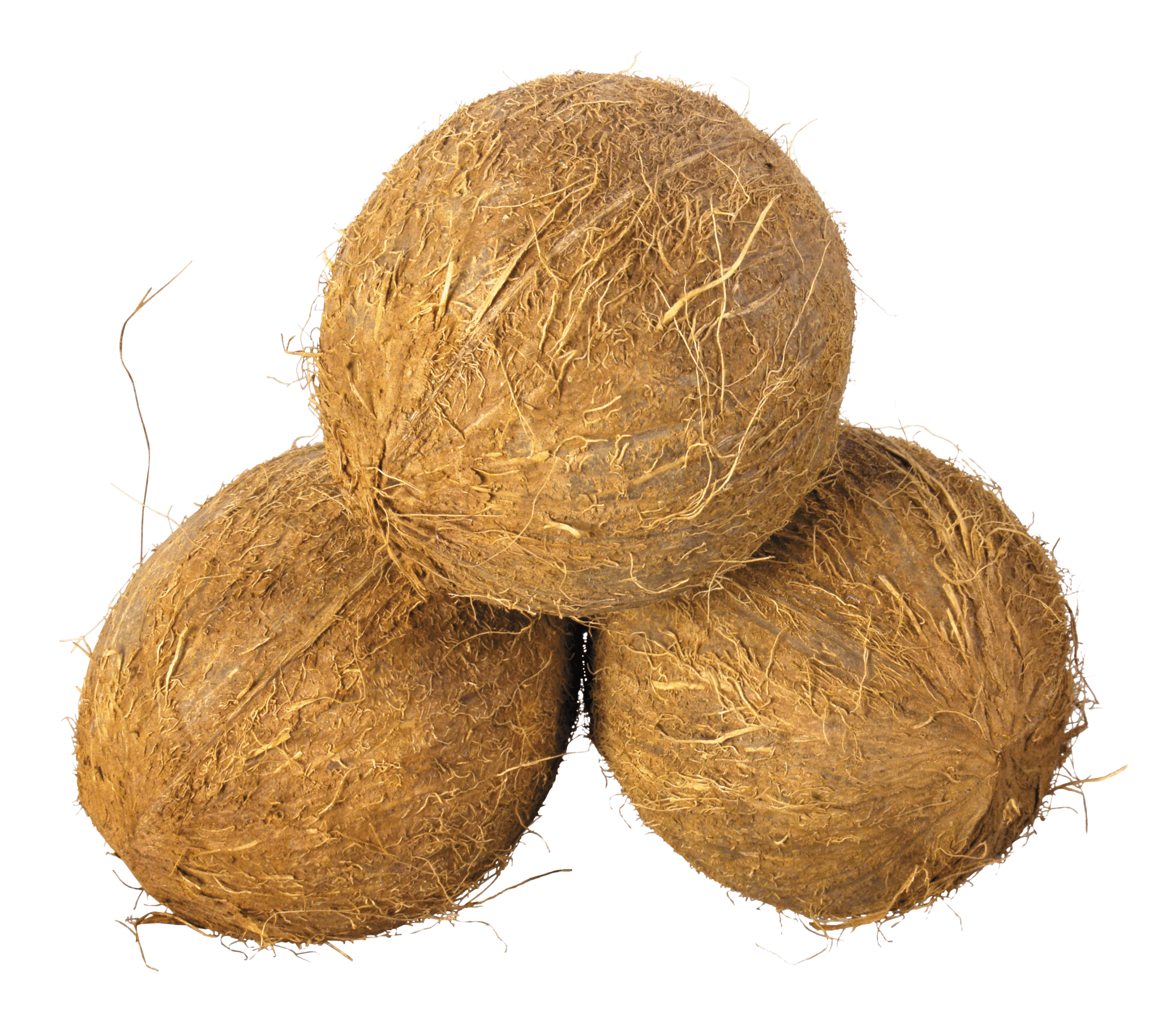 Coconut Trio PNG High Definition Photo Image