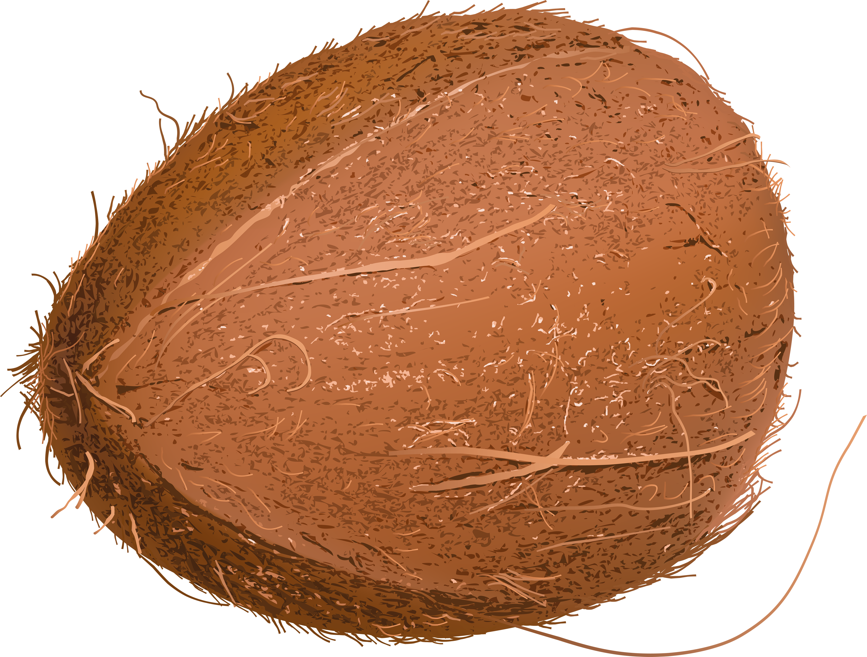 Coconut PNG Photo - Coconut Png
