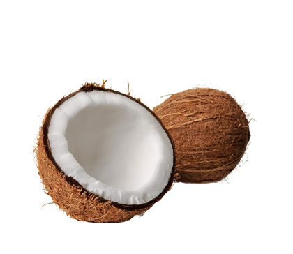 Coconut PNG in Transparent pngteam.com