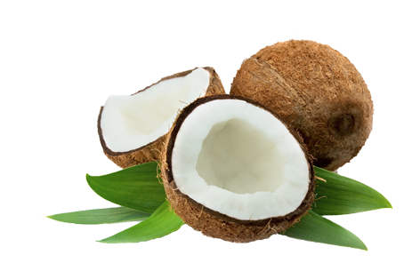 Coconut PNG Image in High Definition pngteam.com