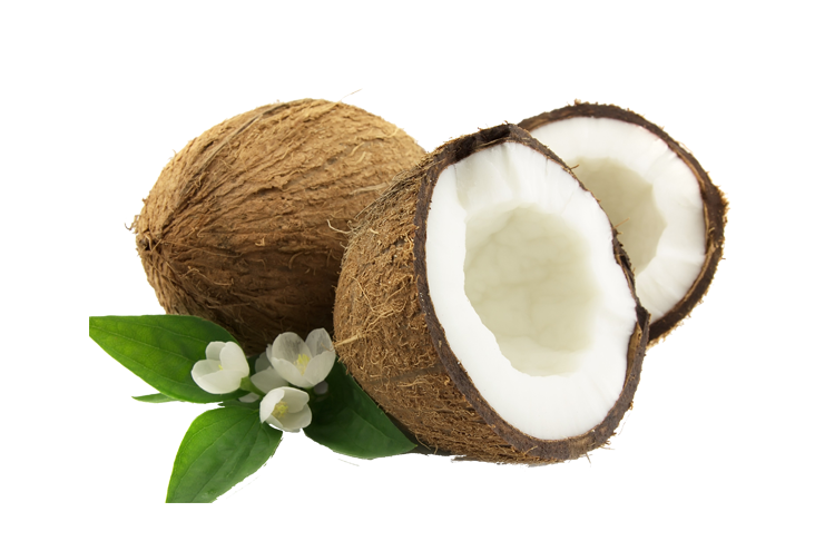 Coconut PNG HD and HQ Image pngteam.com