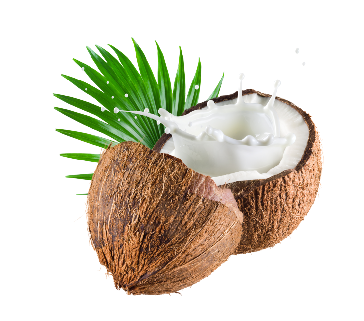 Coconut PNG HD Image - Coconut Png