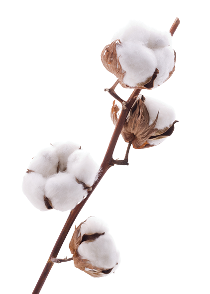 Download Cotton Ball Png Images Background - Cotton Png