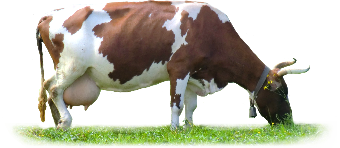 Cow PNG Transparent pngteam.com