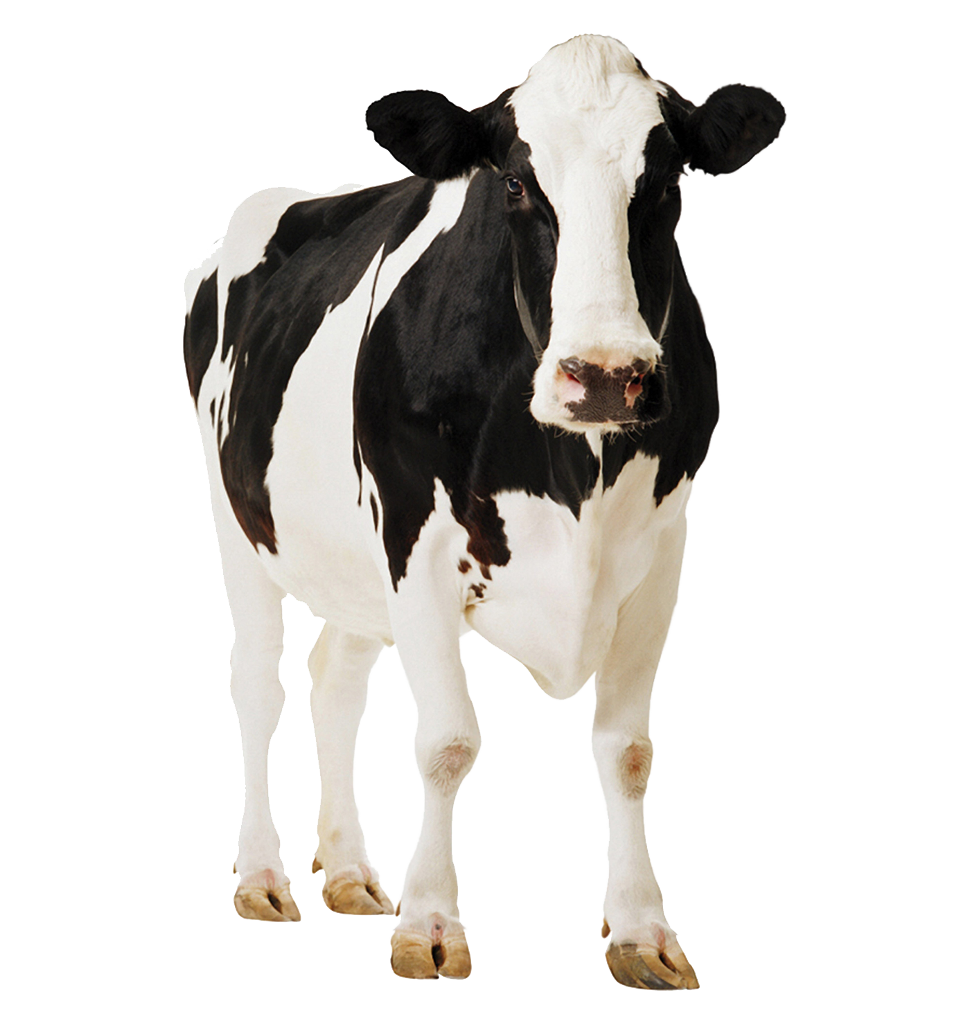 Cow PNG Image in High Definition pngteam.com