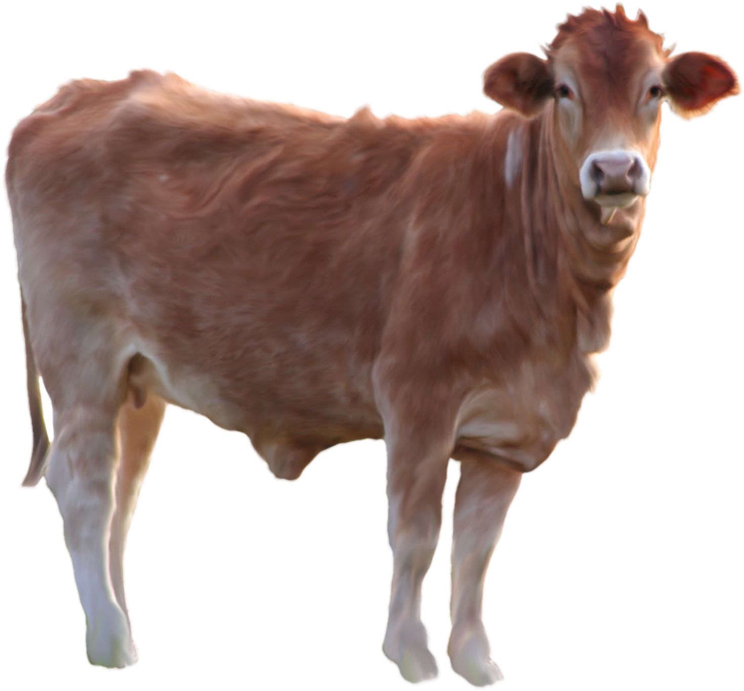 Cow PNG HD File pngteam.com