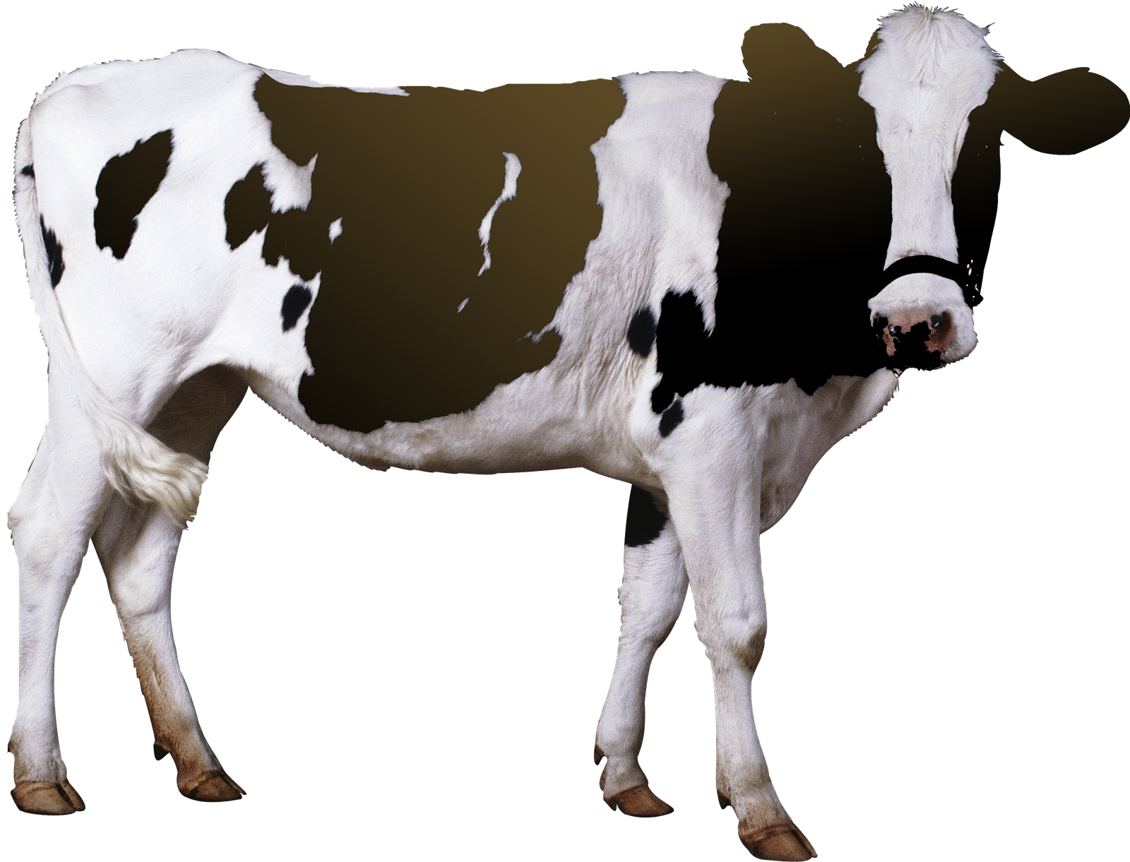 Cow PNG HD and HQ Image pngteam.com