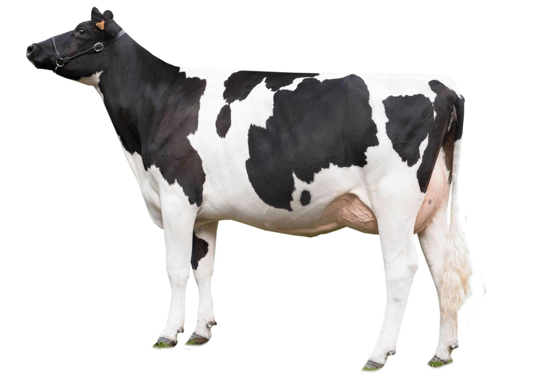 Cow PNG HD pngteam.com