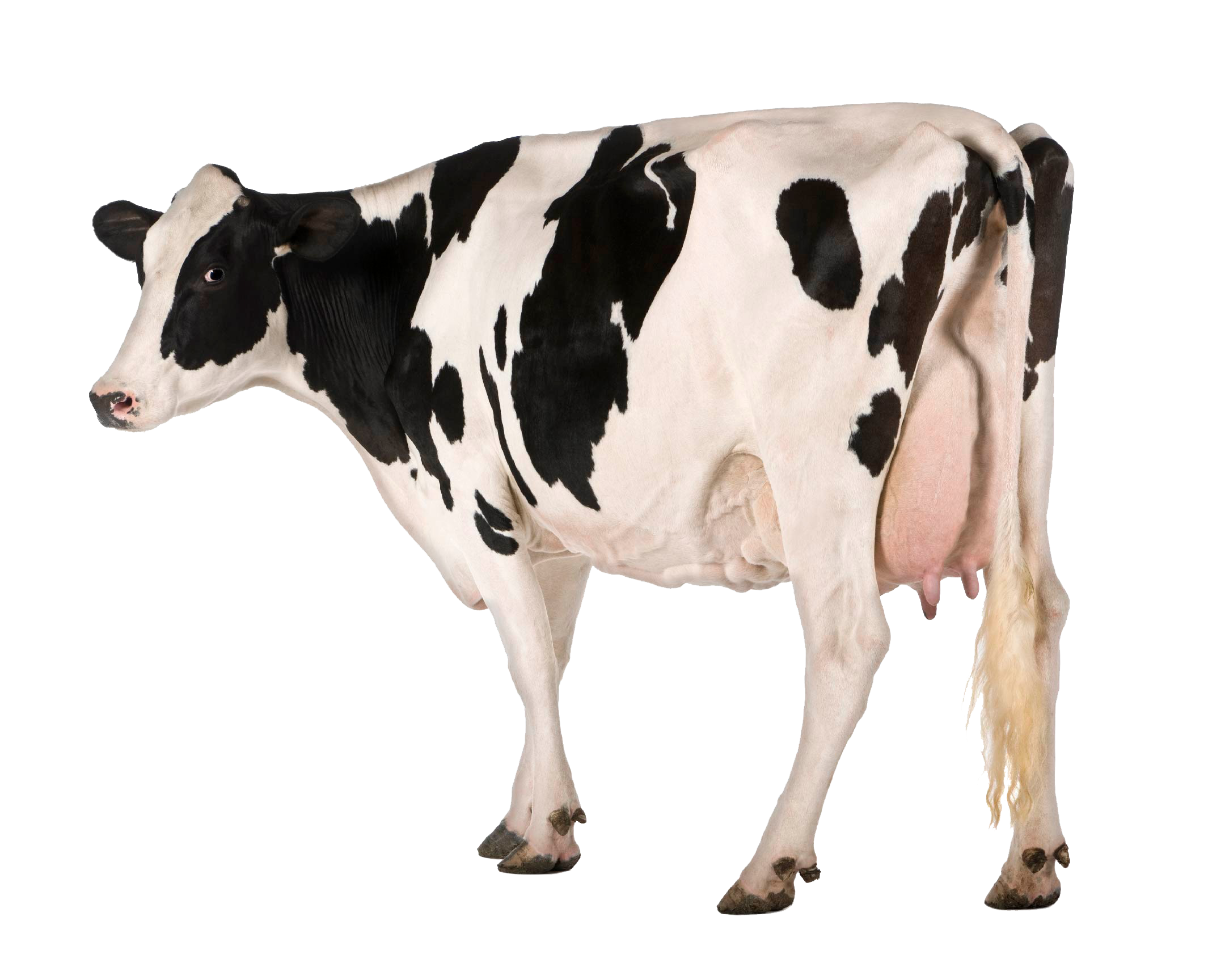 Cow PNG High Definition Photo Image pngteam.com