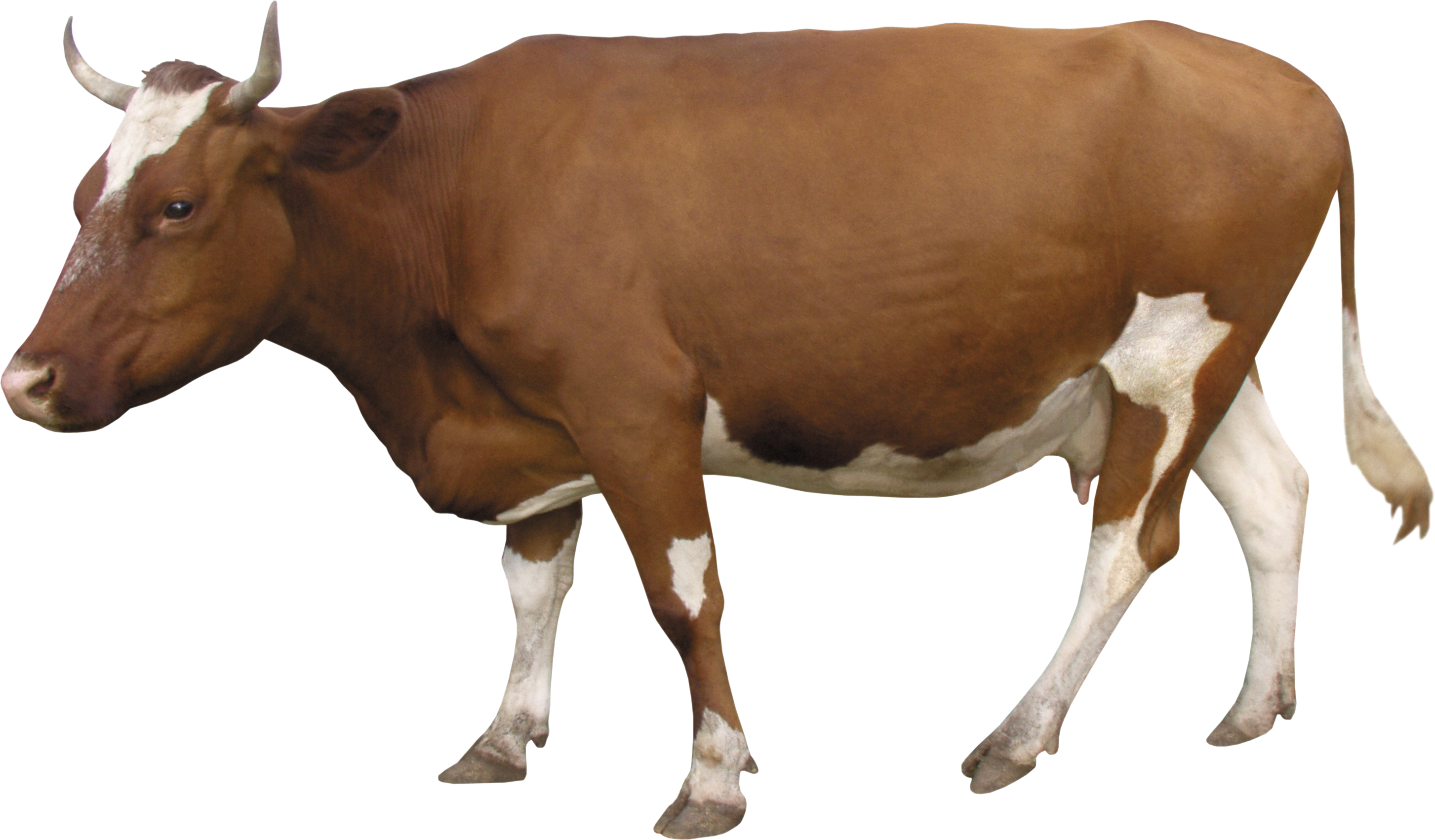 Cow PNG Best Image pngteam.com