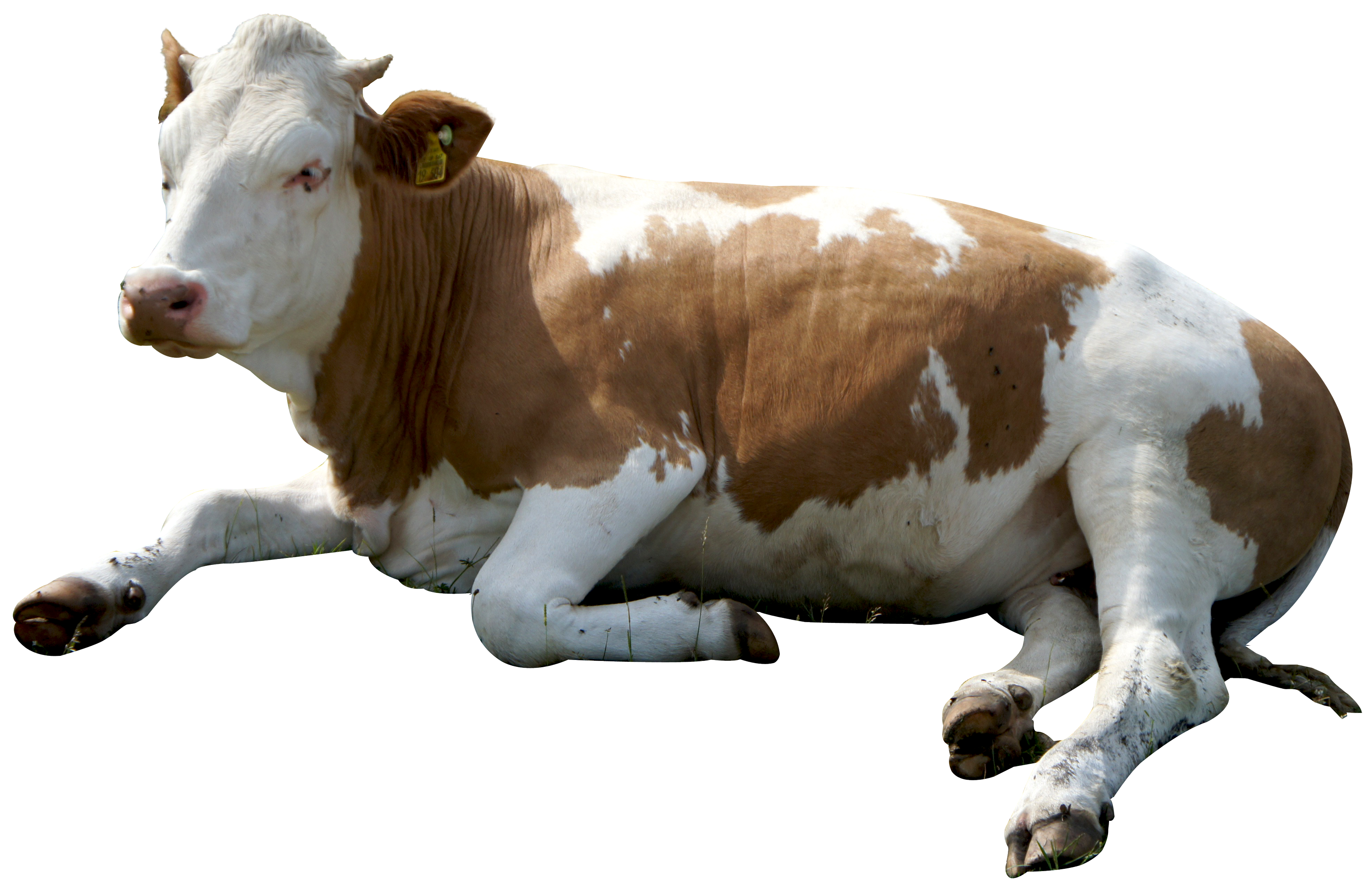 Cow PNG HD pngteam.com