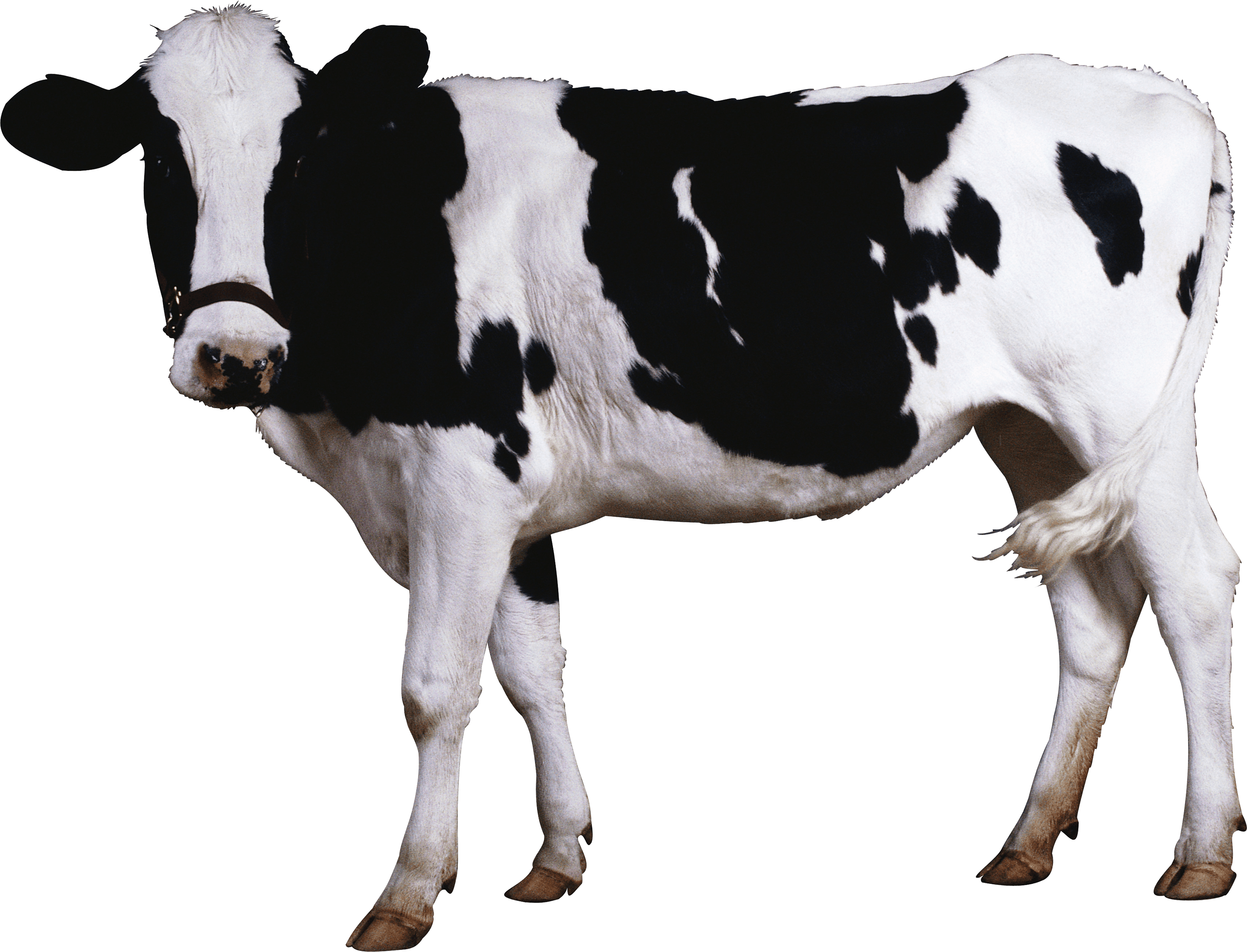 Cow PNG HQ pngteam.com