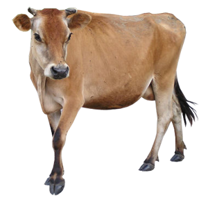 Cow PNG HQ Image pngteam.com