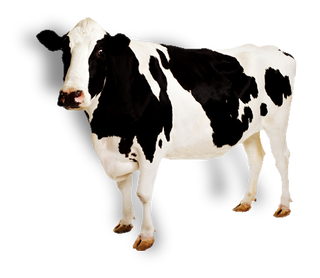 Cow PNG HD Images pngteam.com