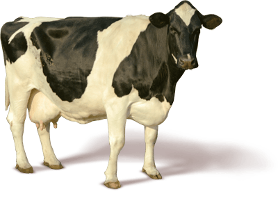 Cow PNG Best Image pngteam.com