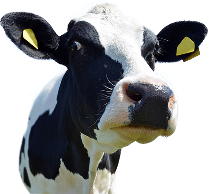 Cow PNG Transparent pngteam.com