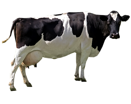 Cow PNG File pngteam.com