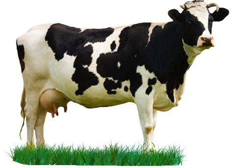 Cow PNG Image in High Definition pngteam.com