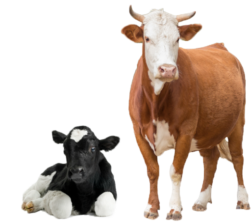 Cow PNG File pngteam.com