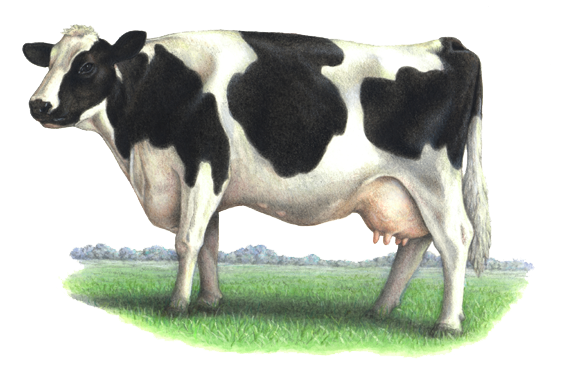 Cow PNG HD Image pngteam.com