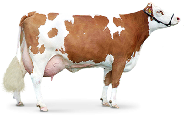 Cow PNG High Definition Photo Image pngteam.com