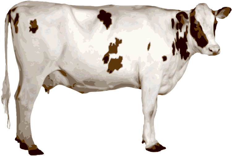 Cow PNG Images pngteam.com