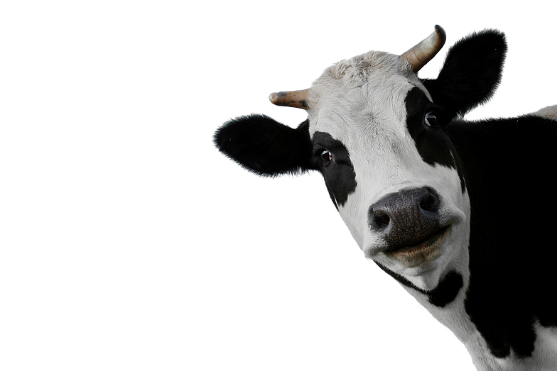 Cow PNG HD Images pngteam.com