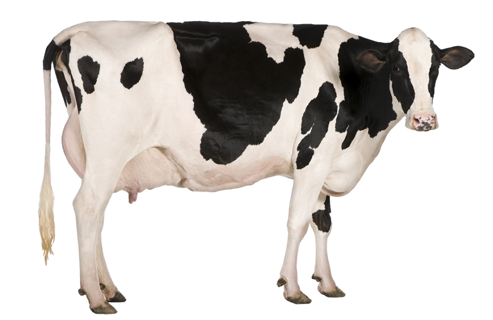 Cow PNG pngteam.com