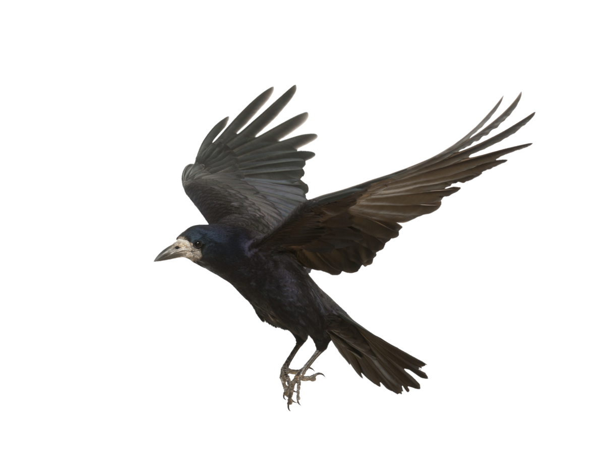 Crow PNG in Transparent pngteam.com