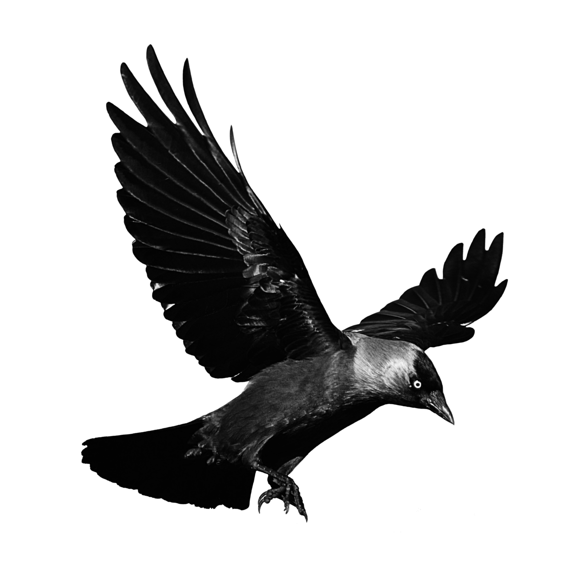 Flying Crow PNG Image in High Definition